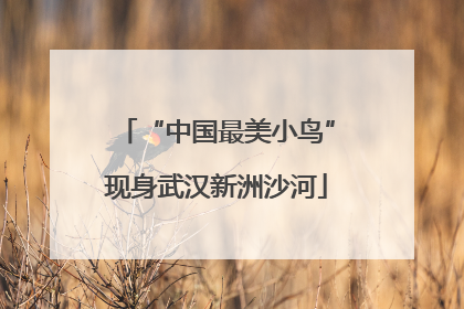 “中国最美小鸟”现身武汉新洲沙河