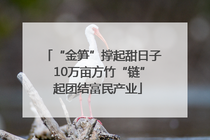 “金笋”撑起甜日子 10万亩方竹“链”起团结富民产业
