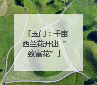 玉门：千亩西兰花开出“致富花”