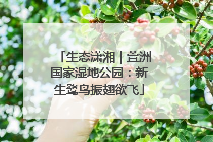 生态潇湘｜萱洲国家湿地公园：新生鹭鸟振翅欲飞
