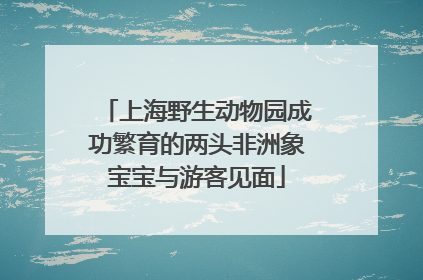 上海野生动物园成功繁育的两头非洲象宝宝与游客见面