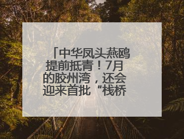 中华凤头燕鸥提前抵青！7月的胶州湾，还会迎来首批“栈桥同款”红嘴鸥