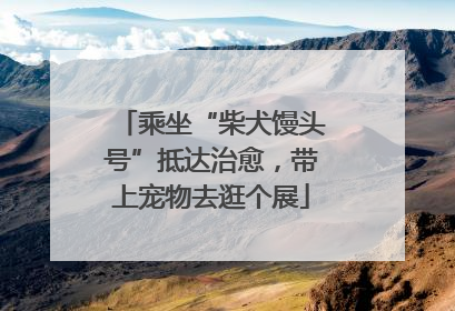 乘坐“柴犬馒头号”抵达治愈，带上宠物去逛个展