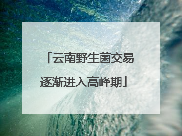 云南野生菌交易逐渐进入高峰期