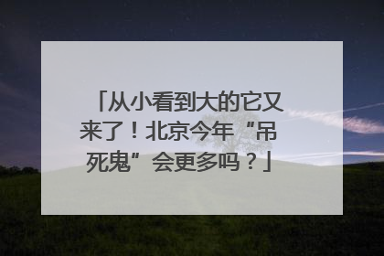 从小看到大的它又来了！北京今年“吊死鬼”会更多吗？