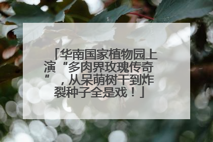 华南国家植物园上演“多肉界玫瑰传奇”，从呆萌树干到炸裂种子全是戏！