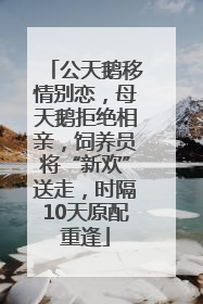 公天鹅移情别恋，母天鹅拒绝相亲，饲养员将“新欢”送走，时隔10天原配重逢