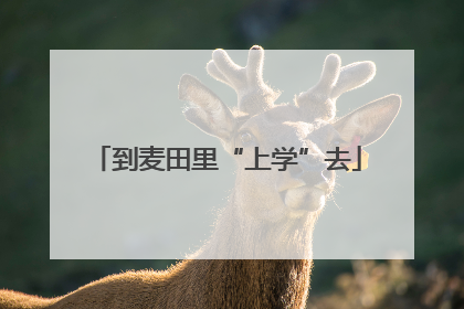 到麦田里“上学”去