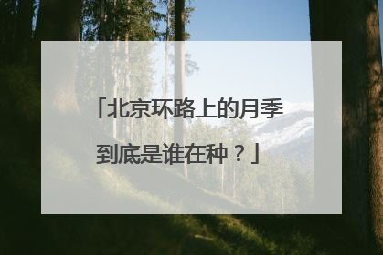 北京环路上的月季到底是谁在种？