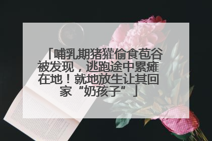 哺乳期猪獾偷食苞谷被发现，逃跑途中累瘫在地！就地放生让其回家“奶孩子”