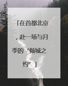 在首都北京，赴一场与月季的“倾城之约”