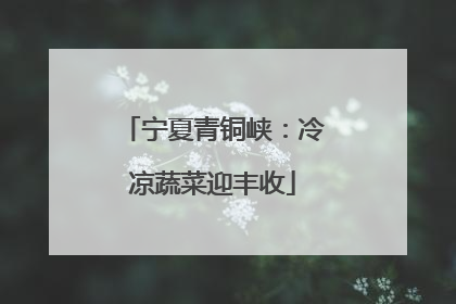 宁夏青铜峡：冷凉蔬菜迎丰收