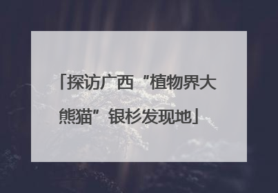探访广西“植物界大熊猫”银杉发现地