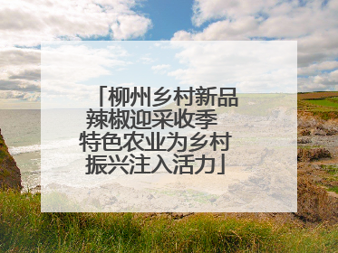 柳州乡村新品辣椒迎采收季 特色农业为乡村振兴注入活力