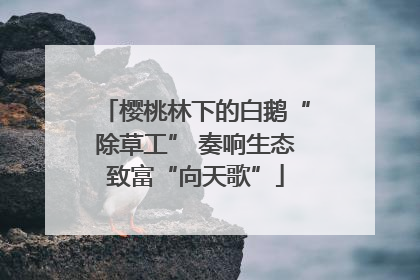 樱桃林下的白鹅“除草工” 奏响生态致富“向天歌”
