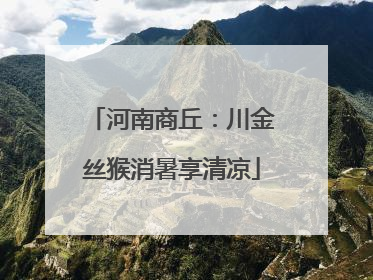 河南商丘：川金丝猴消暑享清凉