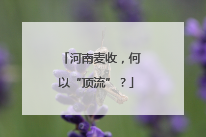 河南麦收，何以“顶流”？