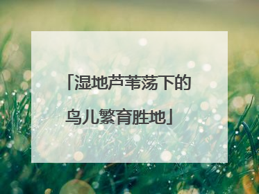湿地芦苇荡下的鸟儿繁育胜地