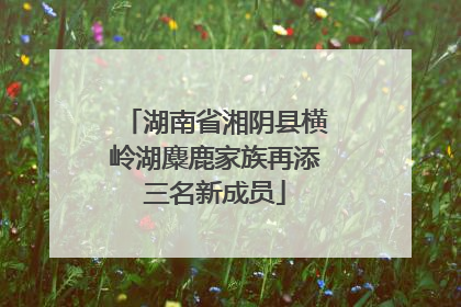 湖南省湘阴县横岭湖麋鹿家族再添三名新成员