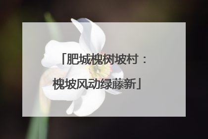 肥城槐树坡村：槐坡风动绿藤新