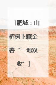 肥城：山楂树下藏金薯“一地双收”