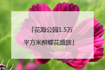 花海公园1.5万平方米醉蝶花盛放