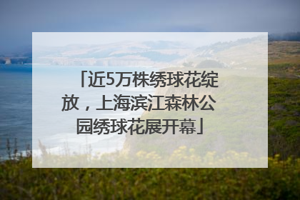 近5万株绣球花绽放，上海滨江森林公园绣球花展开幕