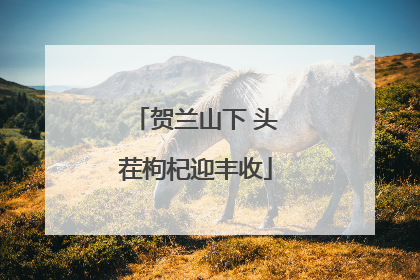 贺兰山下 头茬枸杞迎丰收