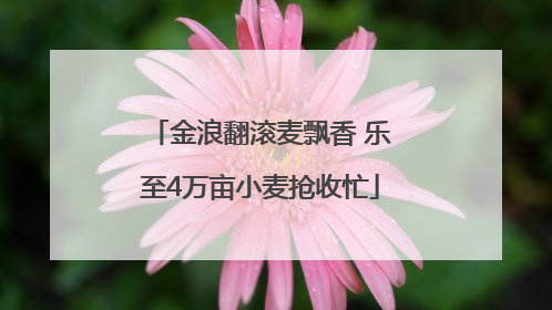 金浪翻滚麦飘香 乐至4万亩小麦抢收忙