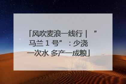 风吹麦浪一线行｜“马兰 1 号”：少浇一次水 多产一成粮
