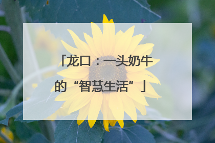 龙口：一头奶牛的“智慧生活”