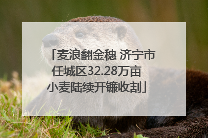 麦浪翻金穗 济宁市任城区32.28万亩小麦陆续开镰收割