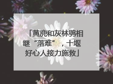 黄麂和灰林鸮相继“落难”，十堰好心人接力施救