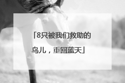 8只被我们救助的鸟儿，重回蓝天